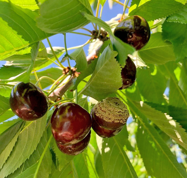 American brown rot